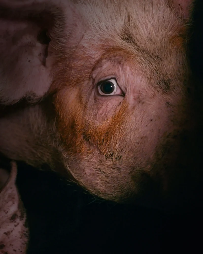 Close-up portrait of a pig's face, her wide, indicating distress