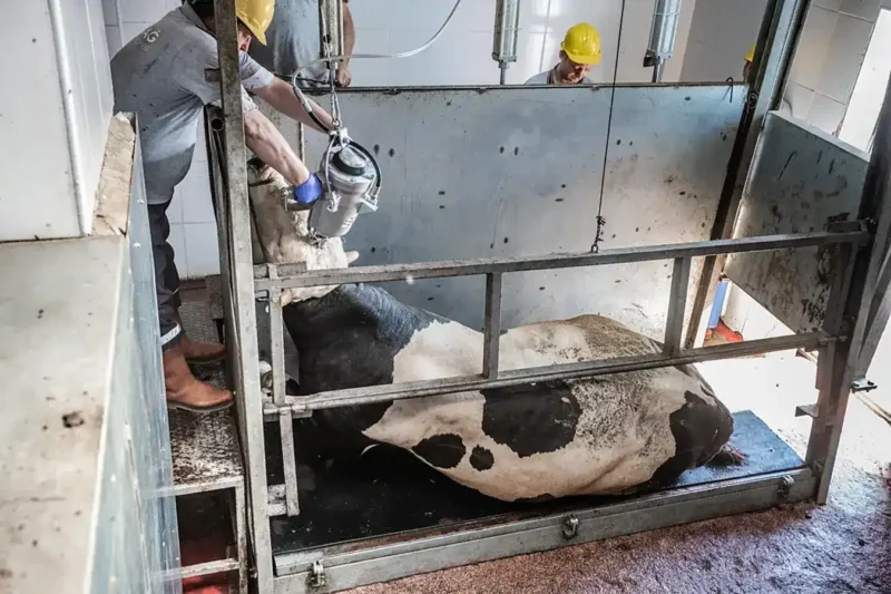 A worker holds a captive bolt gun against a cow’s head in a slaughterhouse