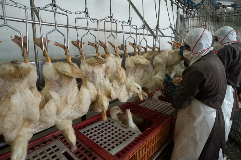 Live ducks are shackled upside down by their legs in a slaughterhouse