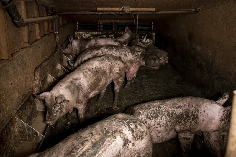 Pigs, covered in filth, and standing in their own waste, inside a small barren pen in a windowless unit.