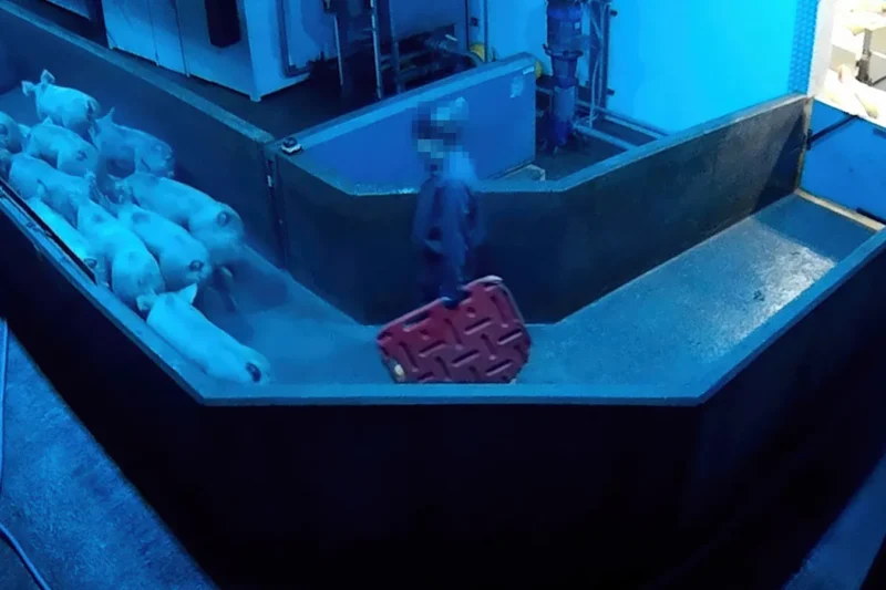 Pigs being ushered through a 'race' towards a gas chamber inside a slaughterhouse