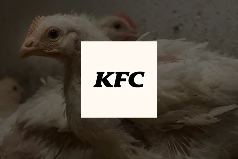 KFC logo overlaid against white chickens in a factory farm