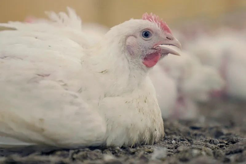 A blue-eyed, white-feathered bird has her beak open in a sign of respiratory distress, as she lies huddled on the filthy factory-farm floor.