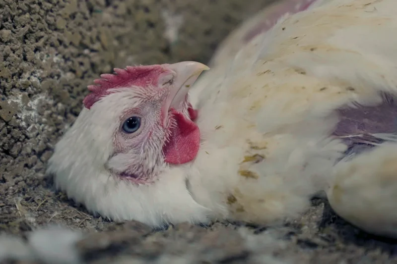 A chicken who is too sick to right himself lies on his back on a filthy factory-farm floor. He is missing feathers and his skin shows through.