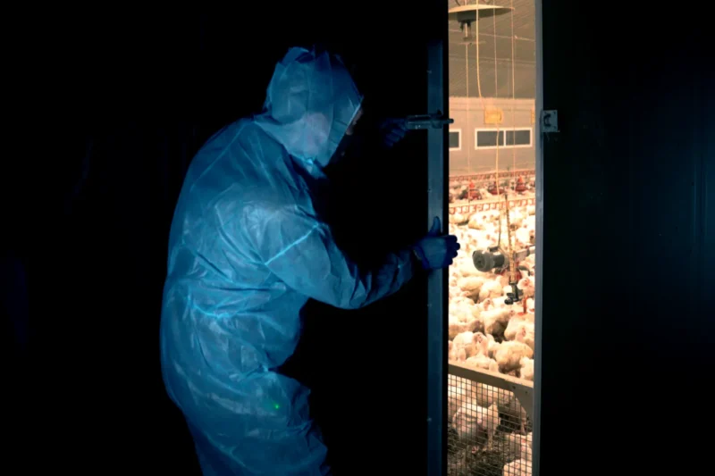 An investigator in a blue protective suit peers through a door into a crowded chicken shed, with hundreds of white broiler chickens visible inside.