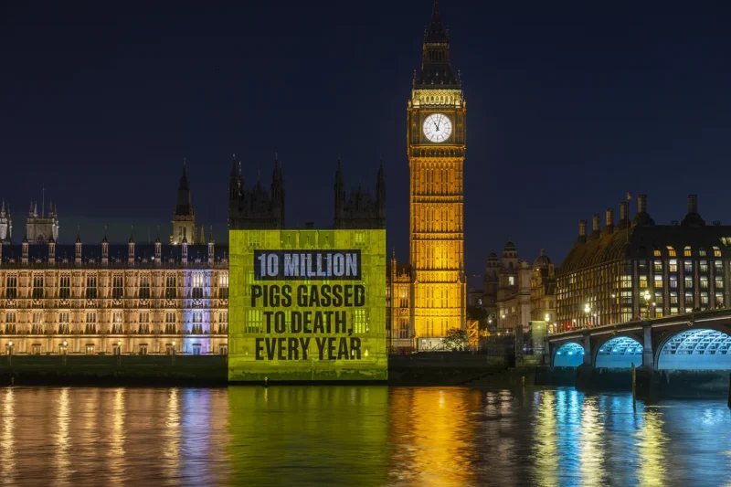 The Houses of Parliament from across the river Thames at night. The building is lit up and onto its facade is a projection, which reads "10 million pigs gassed to death every year".