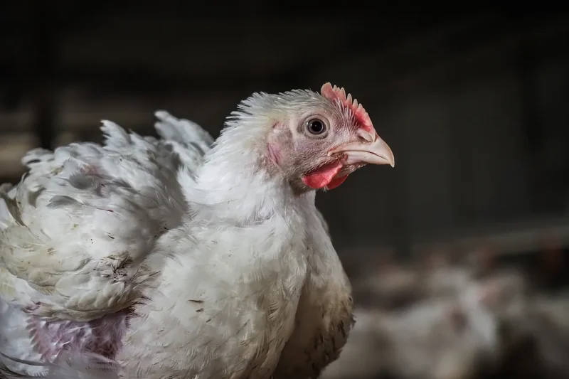 A white chicken inside an industrial factory farm, her feathers a little dirty, her eye still the baby blue of a chick even though her body has been engineered to grow to adult size.