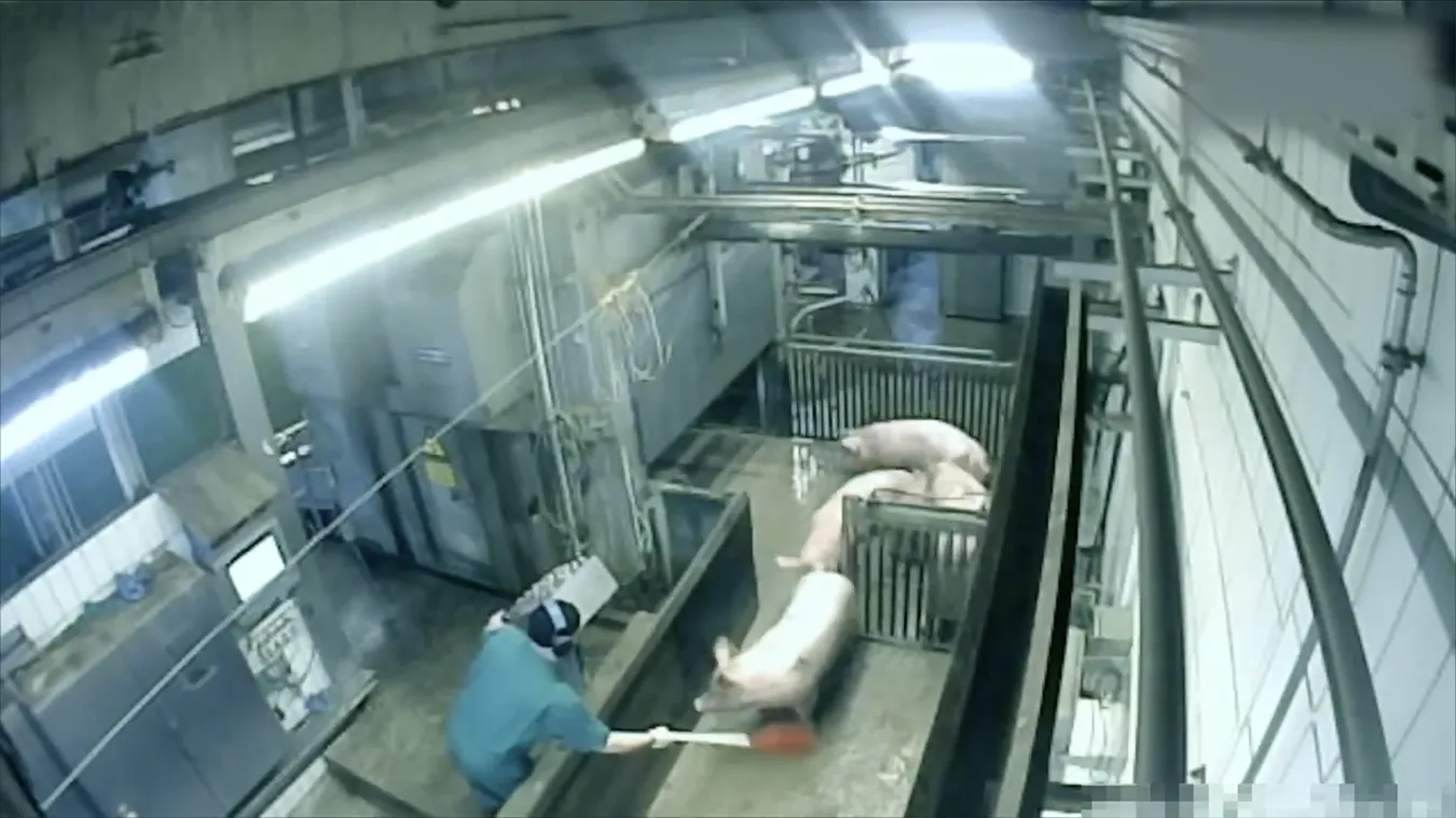 A slaughterhouse worker herds pigs toward a CO2 gas chamber inside an industrial facility.