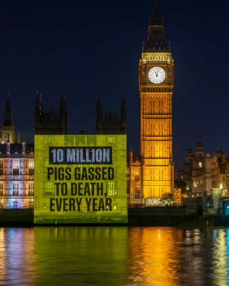The Houses of Parliament from across the river Thames at night. The building is lit up and onto its facade is a projection, which reads "10 million pigs gassed to death every year.