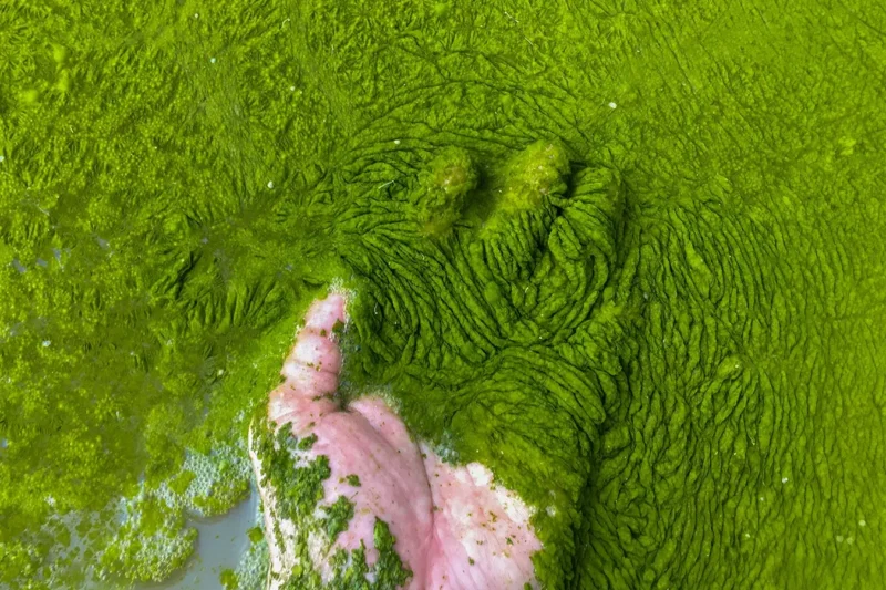 A hand submerged in thick green algae covering a waterway.