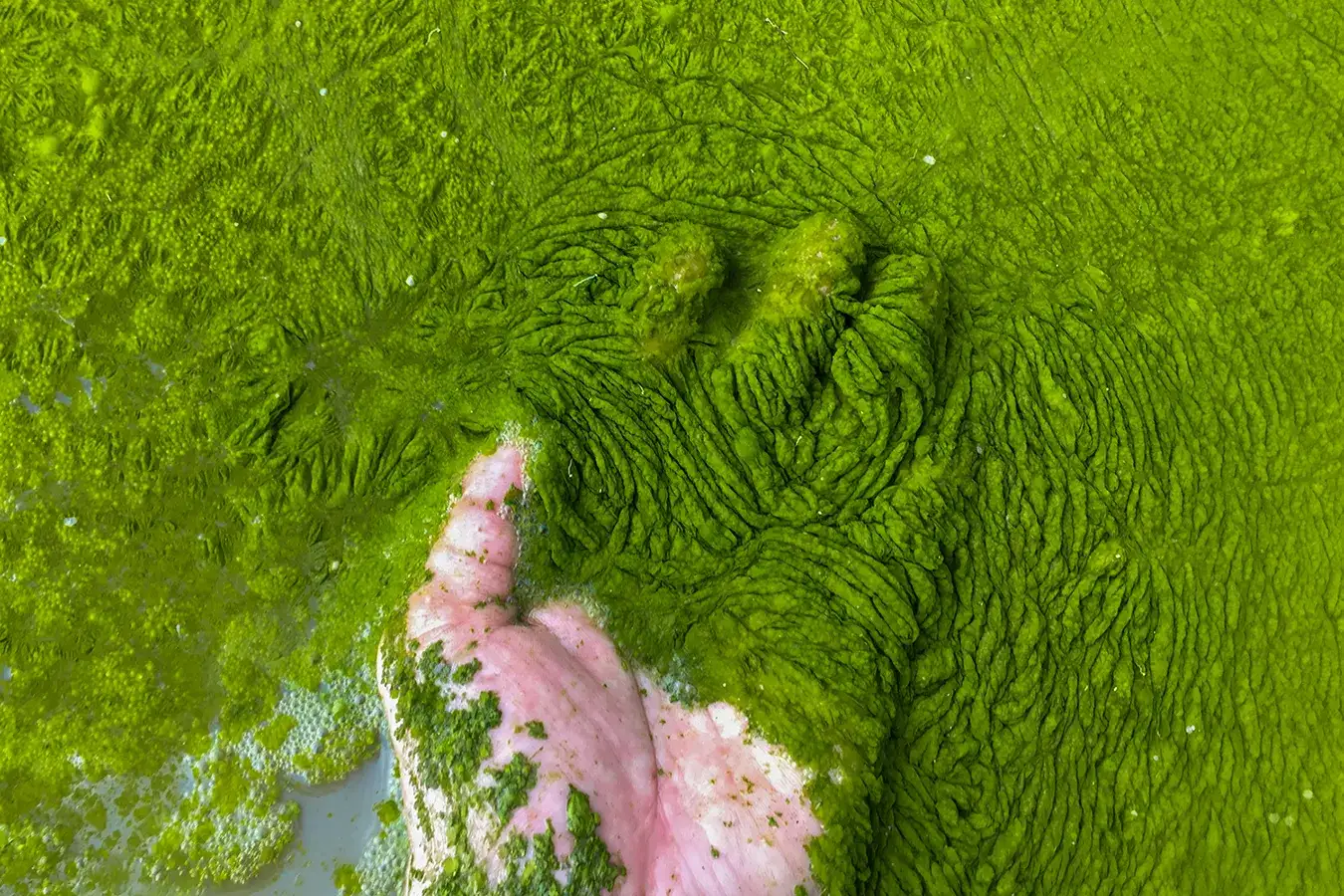 A hand submerged in thick green algae covering a waterway.