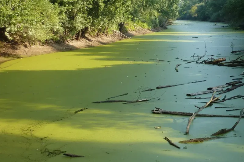 A river with a dense green algae bloom covering much of its surface, with dead branches floating in the water and trees lining the bank.