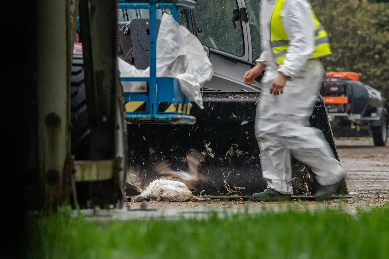 A worker kicks a dead turkey into the bucket of a front loader during a disposal operation at a farm with an avian influenza (H5N1) outbreak.