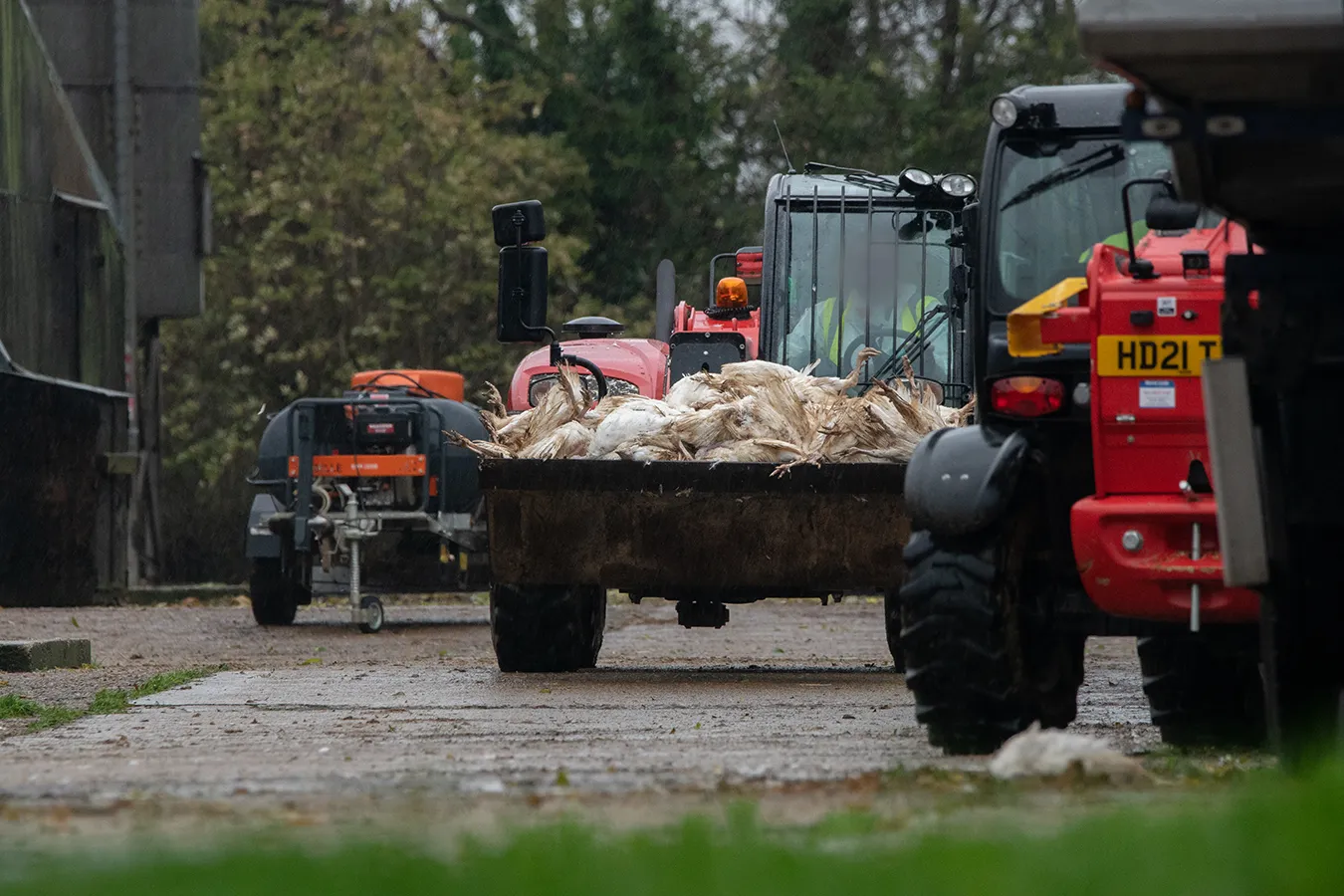 Tractors carry loads of dead turkeys infected with H5N1 out from the shed where they were killed during a disposal operation at a farm with an avian influenza outbreak.