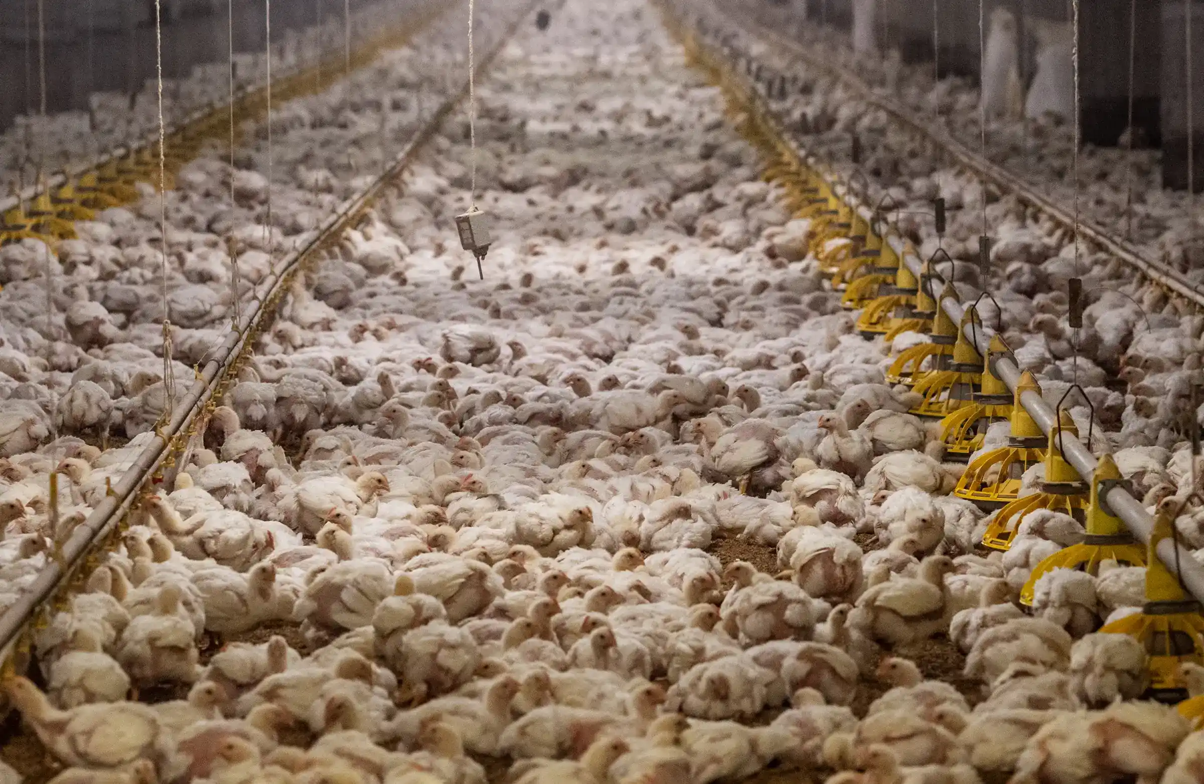Tens of thousands of white broiler chickens crowded together inside a large factory farm shed.