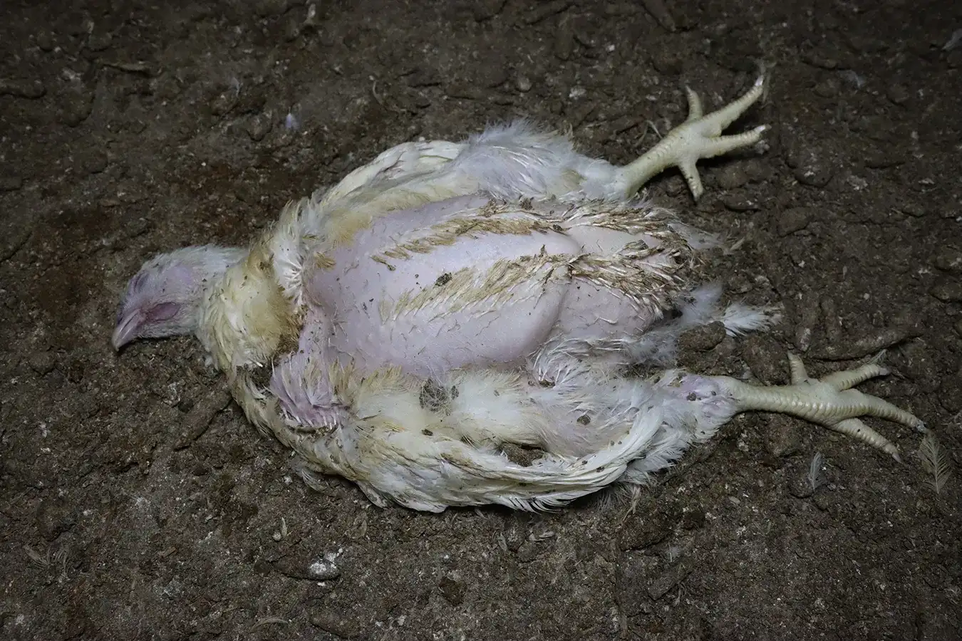 A dead chicken lies on the floor of a factory farm, with large areas of bare skin visible where feathers have been lost.