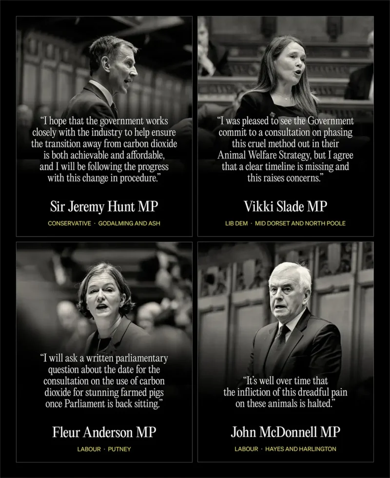 A graphic showing statements from four MPs — Sir Jeremy Hunt, Vikki Slade, Fleur Anderson and John McDonnell — responding to the campaign to end CO₂ gas chambers for pigs.