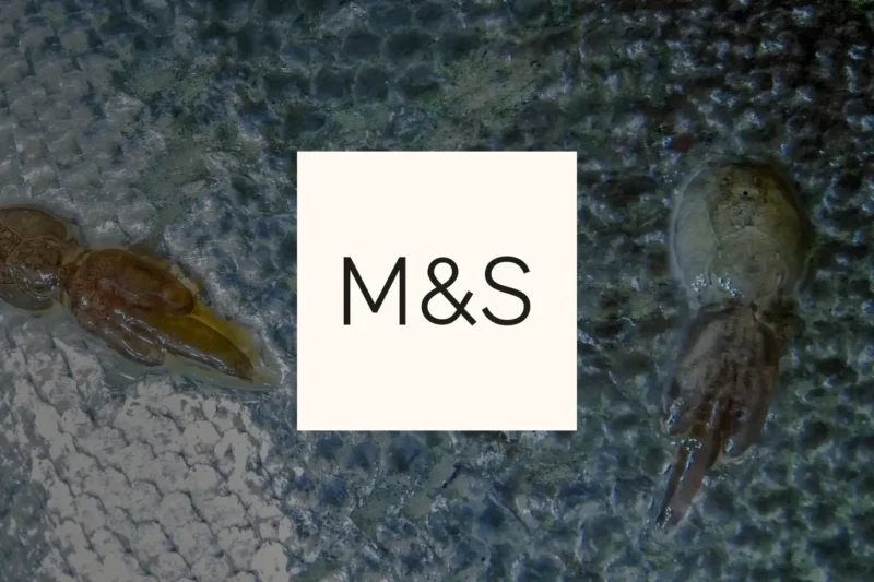 Close-up of sea lice on a salmon's skin underwater, with the M&S logo overlaid, illustrating a petition about welfare conditions in farmed salmon sold by Marks & Spencer.