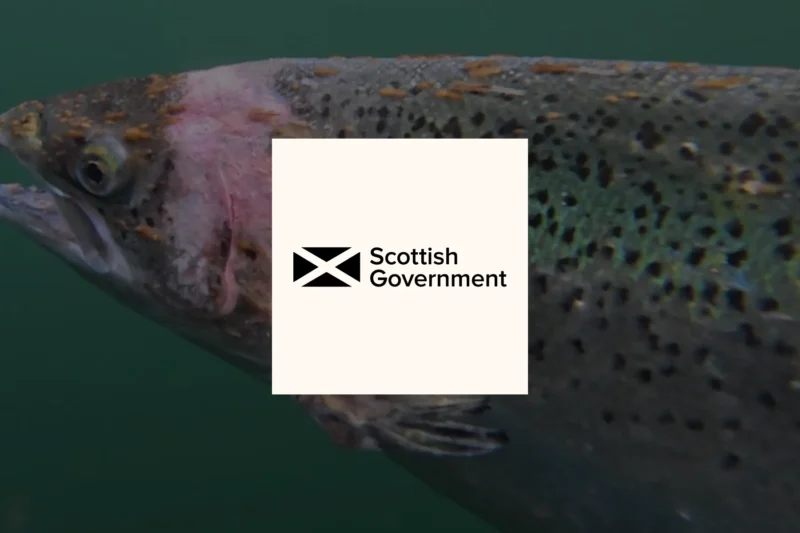 A salmon with sea lice visible on its body, with the Scottish Government logo overlaid, illustrating a petition to end salmon farming in Scotland.