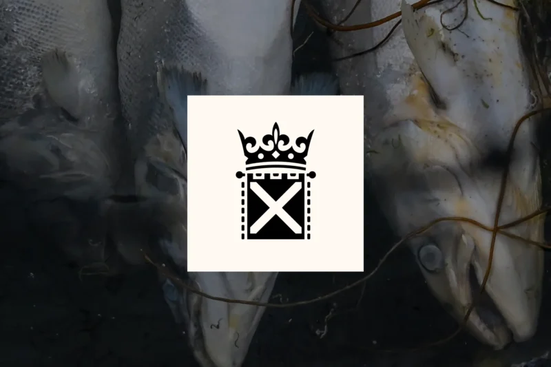 A salmon with open wounds on its skin, surrounded by debris in water, with the Saltire overlaid, illustrating a petition to Scottish ministers to end salmon farming.