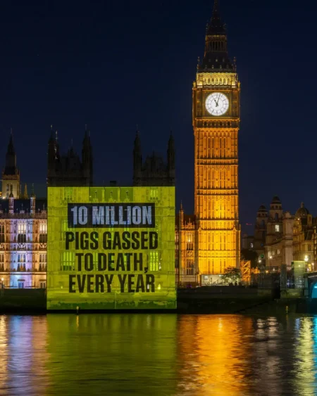 A projection on the Houses of Parliament at night reads "10 million pigs gassed to death, every year," with Big Ben illuminated alongside and the Thames in the foreground.