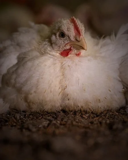 A broiler chicken with an oversized body sits on the floor of a factory farm, unable to stand.