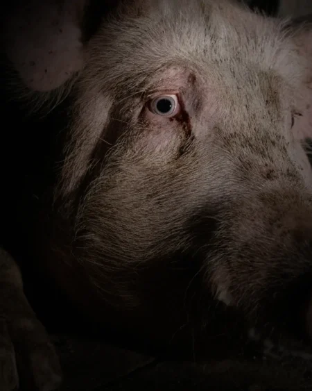 A close-up of a pig's face in near darkness, with dirt visible on the skin around the eye.