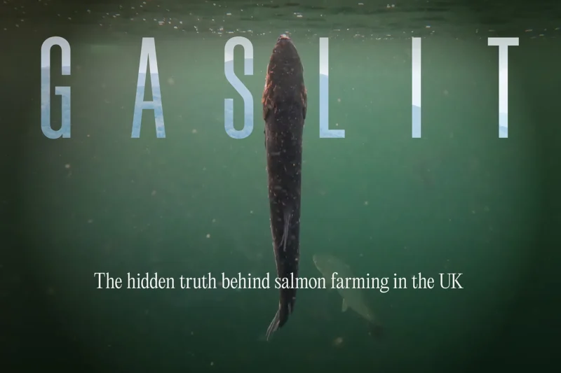 Cover image for the Gaslit documentary, showing a salmon sinking vertically underwater with the title "Gaslit: The hidden truth behind salmon farming in the UK."