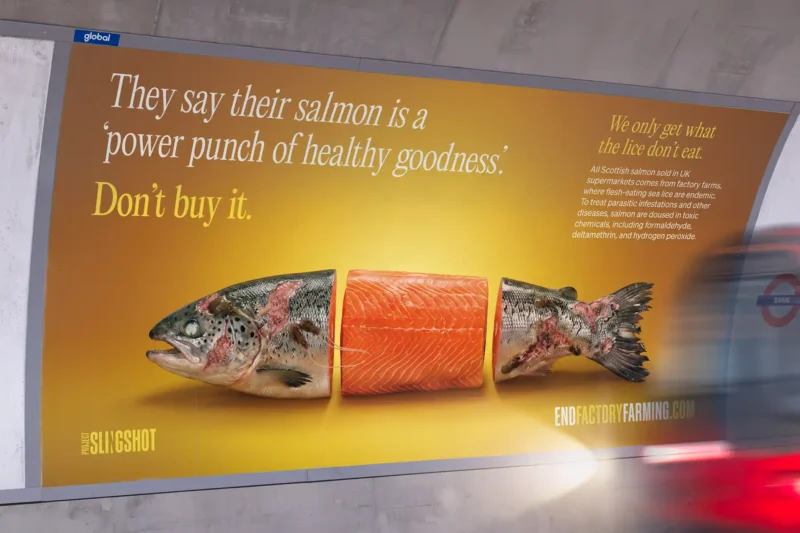 An End Factory Farming billboard in a London Underground station showing a farmed salmon with sea lice wounds split into three pieces, with the text “Don’t buy it.”, as a bus passes in the foreground.