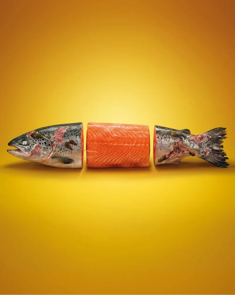 A studio image of a whole farmed salmon split into three pieces, with sea lice and open wounds visible on the skin of the head and tail sections, against a yellow background.